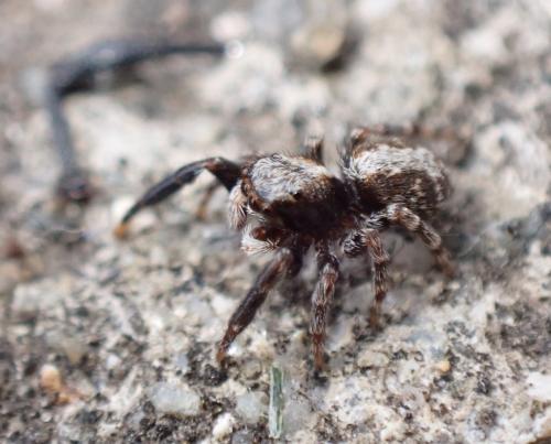 Réf. 292 720 : Pseudeuophrys lanigera